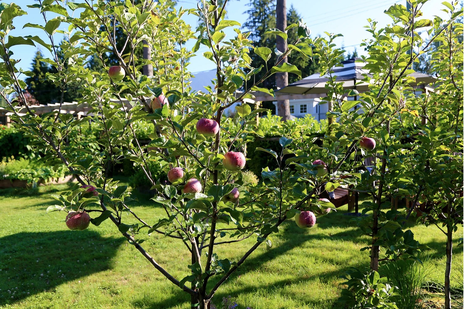 How to Grow Fruit Trees in Small Spaces