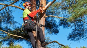 Treat Tree Diseases